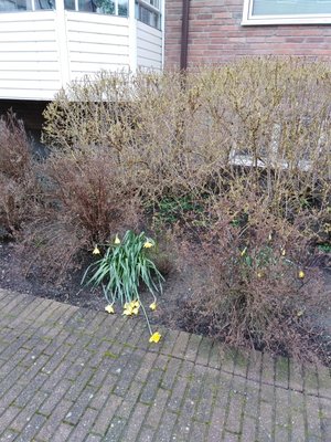 Fallen daffodils.jpg