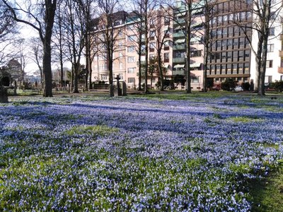 Blue scilla in the old cemetery.jpg