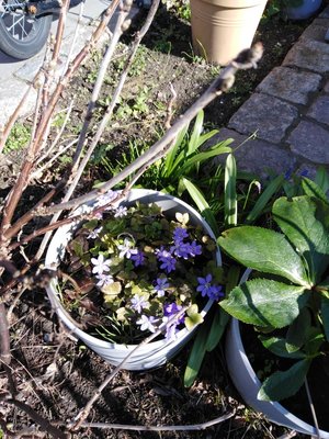 Hepatica in a pot.jpg