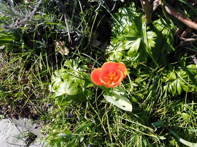 A red tulip in the sun.jpg