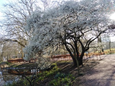 The cherry tree from another angle.jpg