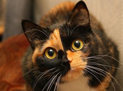 female-calico-cat-names.jpg