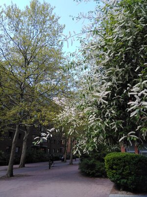 Blommande hägg vid Kaptensgatan.jpg