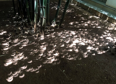 Eclipse-under-bamboos1024c.jpg