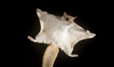 southern_flying_squirrel.jpg