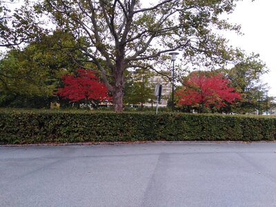 Red autumn leaves on an overcast day.jpg