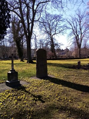 Winter aconites in the downtown cemetery March 9 2021.jpg