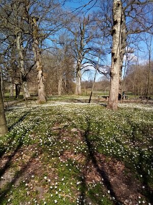 Wood anemones 27 April 2021.jpg