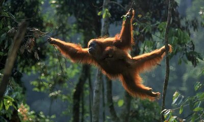 orangutanswinging.jpg