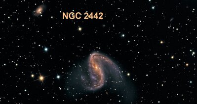 NGC2442pugh_c800.jpg