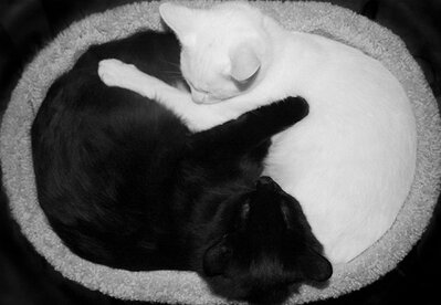 black-white-cats-yin-yang-70-5824837231803__605.jpg