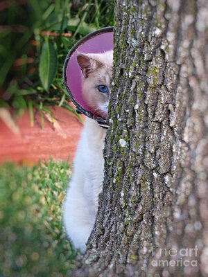 embarrassed-kitty-cat-hiding-behind-tree-ella-kaye.jpg
