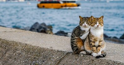 travelling-cuddling-stray-cats-istanbul-orin-fb12-png__700.jpg