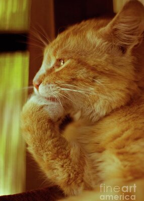 auburn-handsome-cat-thinking-about-life-natalia-o.jpg