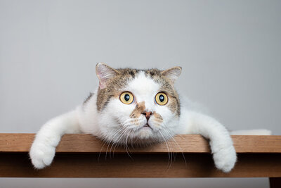 close-up-scottish-fold-cat-head-with-shocking-face-and-wide-open-eyes-picture-id1128004359.jpg