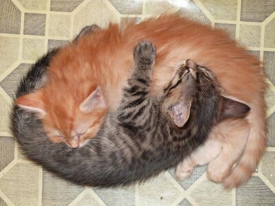two-cats-yin-yang-hug-sleep-friendship-love-126599120.jpg
