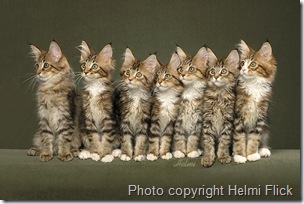 7 Maine Coon Kittens[9].jpg