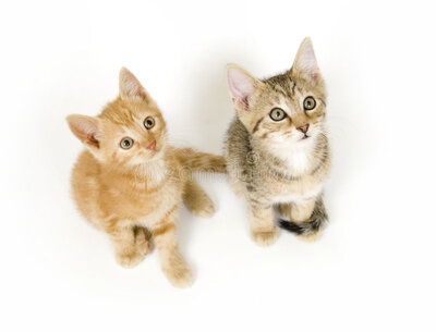 kittens-looking-up-3017017.jpg