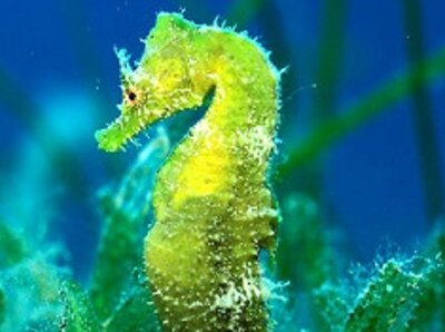 Seahorse-Australia.jpg