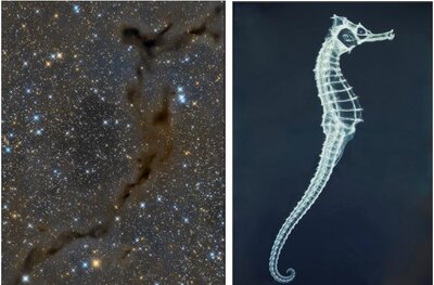 seahorse nebula.JPG