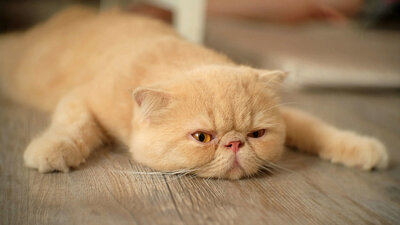 Cat-lying-flat-on-stomach-1536x864.jpg