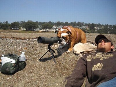 dog-telescope.jpg