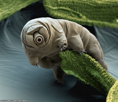 tardigrade_eyeofscience_960.jpg