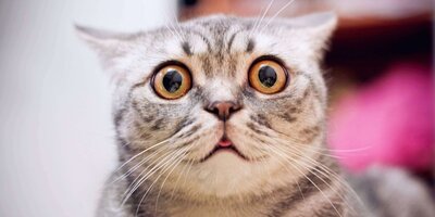 bigstock-Young-Crazy-Surprised-Cat-Make-233591413.jpg