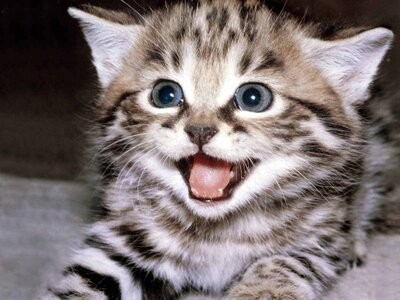 happy-kitten-kittens-5890512-1600-12001-1024x768.jpg