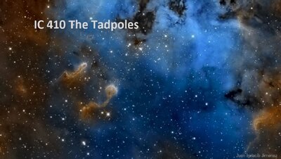 Tadpoles_Jimenez_960.jpg