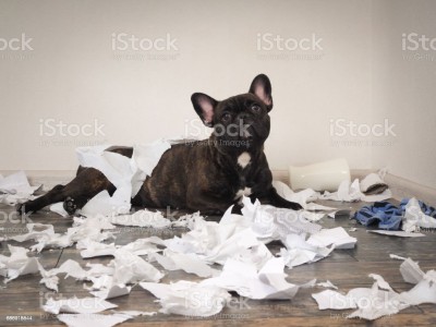 funny-dog-made-a-mess-in-the-room-playful-puppy-french-bulldog-picture-id686918844.jpg