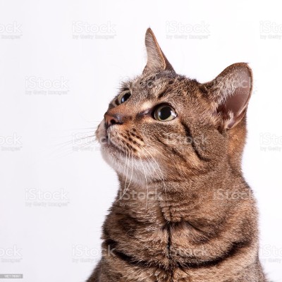 picture-of-a-cat-on-a-white-background-looking-up-picture-id182176351.jpg