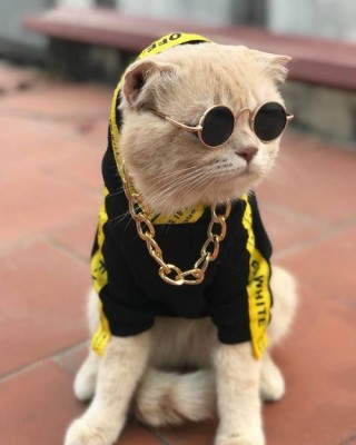 cat-in-thug-costume-jpg.jpg
