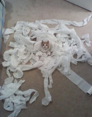 cat+tp.jpeg