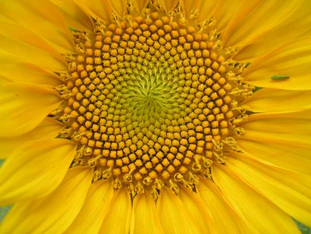 sunflower1smaller.jpg