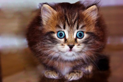 surprised-kitten-opened-his-blue-eyes-what-saw-distance-his-surprise-simply-no-limit-surprised-kitten-127903405.jpg