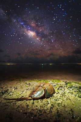 Crab Milky Way 3 (Large).jpg