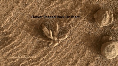 FlowerRock_Curiosity_960.jpg