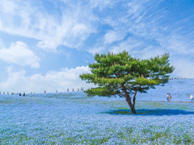 A blue universe in Japan Hiroki Kondo.png