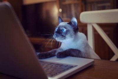 548332f4609e6_-_mc-internet-cat.jpg