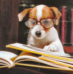 dog-with-glasses.jpg