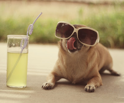Dogs-Wearing-Sunglasses-Drinking.jpg