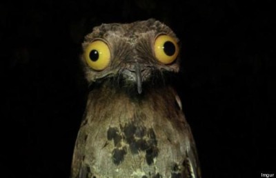 Potoo-weird-funny-bird-big-eyes-stare.jpg
