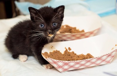 cat-care_cat-nutrition-tips_kitten_body1_right.jpg
