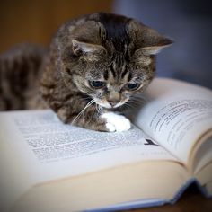 cat-with-book-1.jpg
