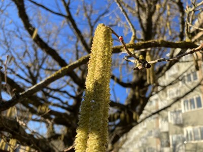 Hasselhänge och honblomma 1 mars 2023 Roskildevägen.jpg