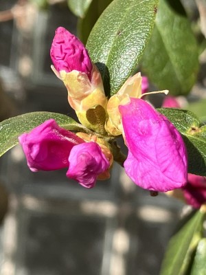 Budding azalea 6 March 2023.jpg