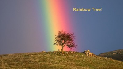 RainbowTree_Houck_960.jpg
