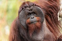 Male_Bornean_Orangutan_-_Big_Cheeks.jpg