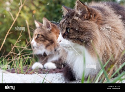two-beautiful-fluffy-cats-in-a-row-closeup-profile-view-the-cat-on-the-left-is-a-norwegian-forest-cat-on-the-right-his-foster-brother-2A5EKK8.jpg